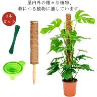 【★店内全品対象クーポン有】 植物支柱 3本セット 園芸支柱 モンステラ支柱 天然ココナッツ製 連結可能 …
