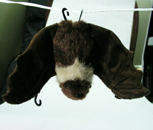 楽天市場 オオコウモリ 沖縄 ぬいぐるみ 約全幅２８ｃｍ高さ１４ｃｍ 送料無料 宅急便 Festival Express