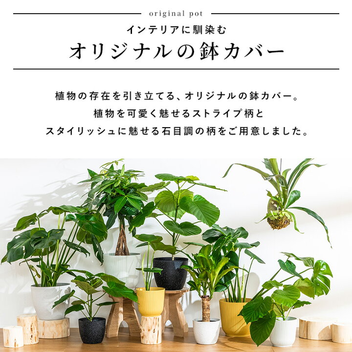 楽天市場】ウンベラータ 室内観葉植物 7号 高さ約70〜90cm 鉢カバー 