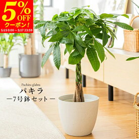 【クーポンで5%OFF★5/15 0:00〜5/17 23:59】パキラ 観葉植物 7号 鉢カバー付き 高さ約60〜80cm 鉢 植物 本物 インテリア お祝い オフィス 店舗 事務所 おしゃれな植木鉢 プレゼント 育てやすい 初心者