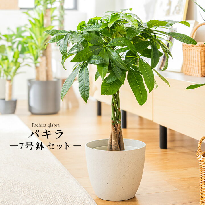 楽天市場】パキラ 観葉植物 7号 鉢カバー付き 高さ約60〜80cm 鉢 植物 