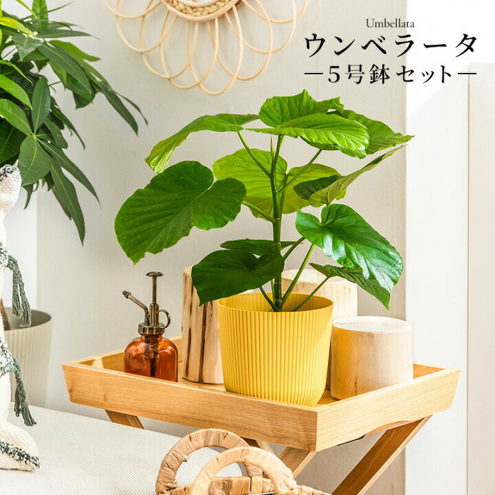 楽天市場】ウンベラータ 室内観葉植物 5号 高さ約40〜60cm 鉢カバー 