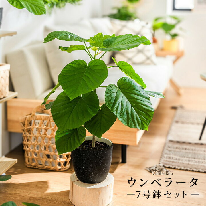 楽天市場】ウンベラータ 室内観葉植物 7号 高さ約70〜90cm 鉢カバー 