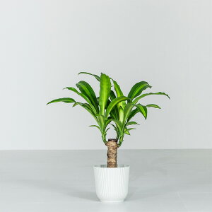 }bT ϗt A { ϗtA 5 45`55cm hZi }bTQAi  K̖ hZiE}bTQAi Jo[t  j ItBX X  CeA 