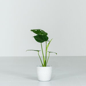 Xe ϗtA 5 40`55cm Jo[t  A Jo[t  A  j ItBX X  ȐAؔ CeA v[g Ă₷ S