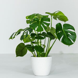 yN[|5%OFF9/19 20:00`9/21 23:59z Xe CeA ϗtA 7 55`75cm Jo[t   A  j ItBX X  ȐAؔ v[g 