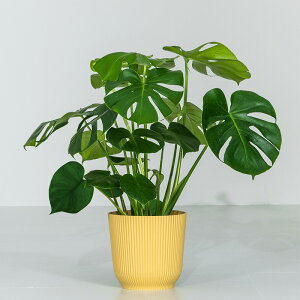 yN[|5%OFF9/19 20:00`9/21 23:59z Xe CeA ϗtA 7 55`75cm Jo[t   A  j ItBX X  ȐAؔ v[g 