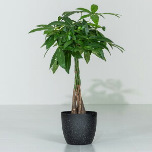 y|Cg5{11/15 12:00`11/16 23:59z pL ϗtA 7 Jo[t 60`80cm  A { CeA j ItBX X  ȐAؔ v[g Ă₷ S