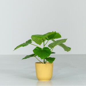 Ex[^ ϗtA 5 40`60cm Jo[t ϗtA A  j ItBX X  ȐAؔ CeA IV v[g Ă₷ S