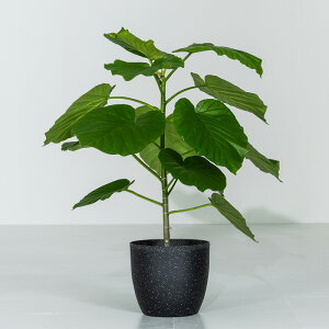 y|Cg5{10/30 20:00`23:59z Ex[^ ϗtA 7 70`90cm Jo[t ϗtA A  j ItBX X  ȐAؔ IV v[g Ce