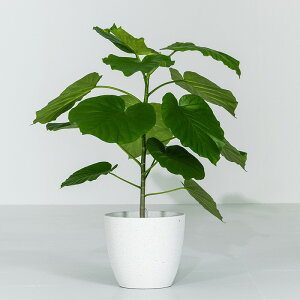 yN[|10%OFF9/4 20:00`9/5 23:59z Ex[^ ϗtA 7 70`90cm Jo[t ϗtA A  j ItBX X  ȐAؔ IV v[g C