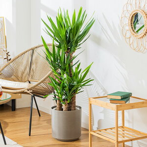 bJ N̖ ϗtA 8 Jo[t 110`130cm  A { CeA j ItBX X  ȐAؔ v[g Ă₷ S