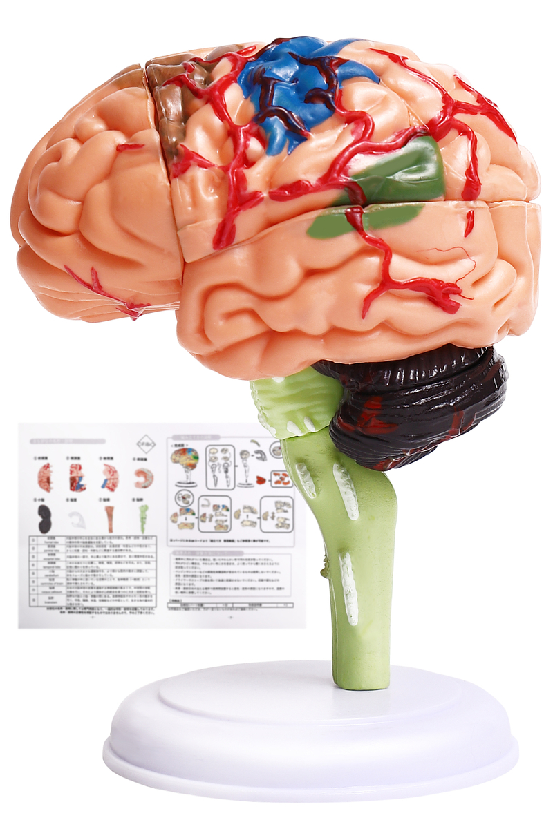 脳模型（医療学習用）日本語説明書付き　組立て方の動画あり ＜脳 模型 医療 図＞ 学習 医学 解剖 脳模型 立体 勉強 医師 医学生 頭蓋骨 人体模型 脳モデル 脳みそ 大脳 仕組み 神経学 テスト＞