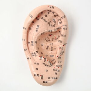 Beautear ͌^ { 17cm ږ͌^ ڃWG[ {\L } c{ ʒumF {ȈՐt