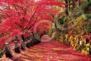 �G�|�b�N�� 2016�s�[�X �W�O�\�[�p�Y�� �g��R�̍g�t�i-�ޗ� �x���[�X���[���s�[�X (50x75cm) 22-116s �̂�t�� �w���t�� �_�����t�� EPOCH