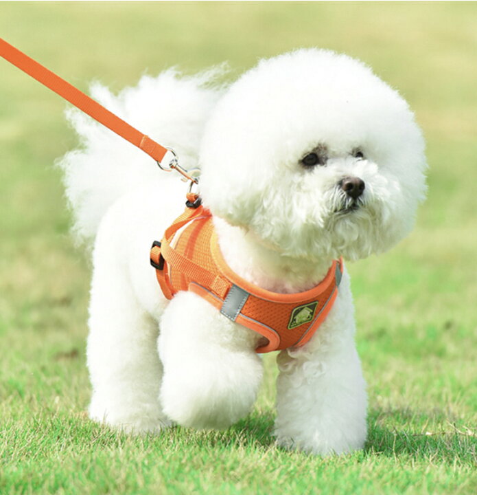 楽天市場 送料無料 犬 ハーネス リード付き 犬散歩用 首輪 胴輪 リード チワワ プードル 犬 小型犬 犬用 犬具 ハーネス 胴輪 散歩 お出かけ 簡単装着 おしゃれ かわいい 快適ウオーキング ブルー格安犬の服 オレンジ ピンク 格安犬の服 Finder