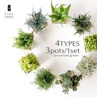 枯れない 観葉植物 全4種【3個1セット】 父の日 ギフト プレゼント グリーンポット プリザーブドフラワー…