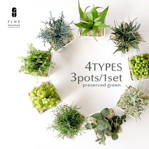 プリザーブドフラワー 観葉植物の人気商品 通販 価格比較 価格 Com