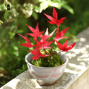 vU[uht[ }t ̉ a  Mtg v[g  ~ Ղ~ a ʏj a ސEj ʏj c 80  LOi i   Ԃ ފ   