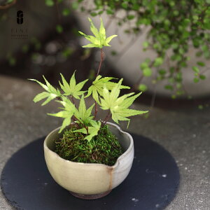 vU[uht[ hV̓ a  Mtg v[g  ~ Ղ~ a ʏj a ސEj ʏj c 80  LOi i   Ԃ t ފ   c