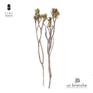 pCubV vU[uht[ hCt[ ԍ  i` Vv  nhCh CeA  kCeA NX}X I[ig NX}X[X 