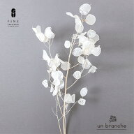ルナリア白 ドライフラワー ワイルドフラワー 花材 販売 小分け ナチュラル シンプル 手作り ハンドメイ…