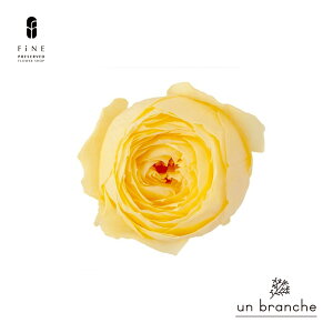 [Y RRbg vU[uht[ hCt[ ԍ ̔  i` Vv  nhCh CeA  kCeA NX}X I[ig NX}X