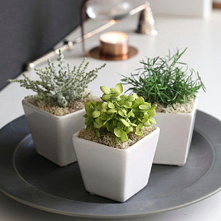 楽天市場】枯れない 観葉植物 全4種【3個1セット】 小さい ギフト 