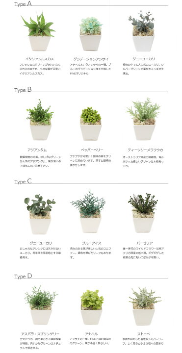 楽天市場】枯れない 観葉植物 全4種【3個1セット】 小さい ギフト 