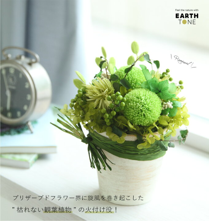 楽天市場 あす楽15時 プリザーブドフラワー ギフト プレゼント 花 プリザーブドグリーン アーストーン 枯れない グリーン 新築祝い 引越し祝い 観葉植物 開店祝い 誕生日 結婚祝い 内祝 お礼 友人 お返し おしゃれ 有料バッグ M対応 プリザーブドフラワーfine