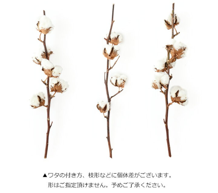 コットンフラワー　綿花　ドライフラワー　花材　ハンドメイド