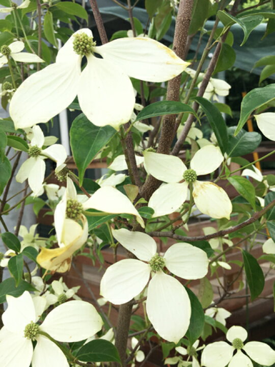 楽天市場】常緑ヤマボウシ ホンコンエンシス株立ち【庭木 植木 常緑樹 