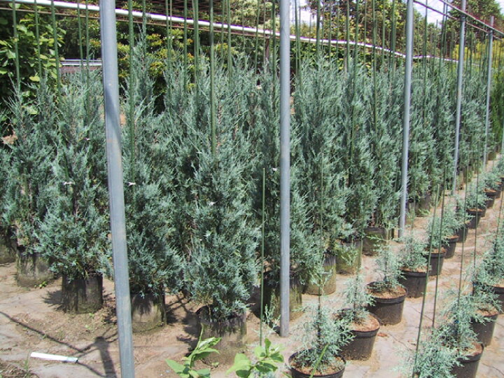 楽天市場】ブルーエンジェル 【コニファー 北欧スタイル 植木 庭木 