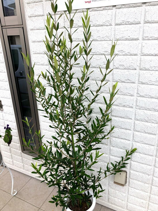 楽天市場 常緑樹 オリーブ ファインガーデン