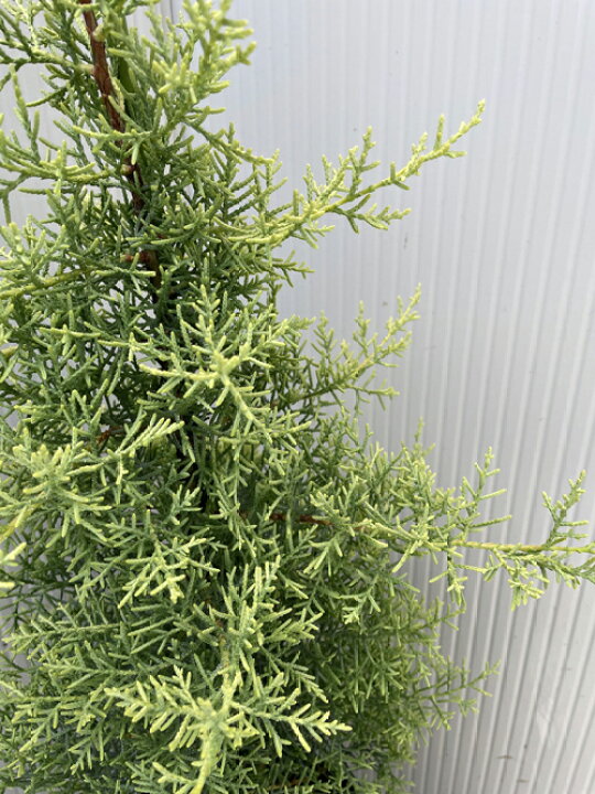 楽天市場】サルフレア 【コニファー 北欧スタイル クリスマスツリー ガーデニング 庭木 植木】 : ファインガーデン 楽天市場】サルフレア 【コニファー 北欧スタイル クリスマスツリー ガーデニング 庭木 植木】 : ファインガーデン