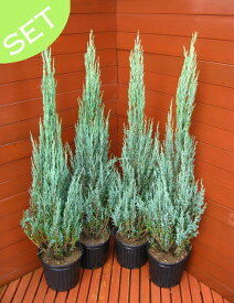 ブルーアロー 4本セット【コニファー 北欧スタイル 庭木 植木 常緑樹 目隠し 垣根 生垣 ガーデニング】