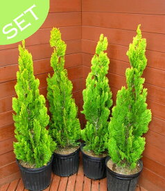 エレガンテシマ4本セット　樹高80～100センチ　 【コニファー 北欧スタイル 植木 庭木 常緑樹 目隠し 垣根 生垣 ガーデニング】