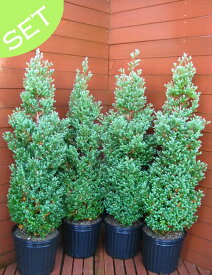 パープルフェザー4本セット【コニファー　北欧スタイル　植木　庭木　コニファー販売　クリスマスツリー　ガーデニング　生垣　目隠し】