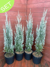 ウイッチタブルー4本セット　樹高80〜100センチ【コニファー　北欧スタイル　庭木　常緑樹　目隠し　垣根　生垣　ガーデニング】