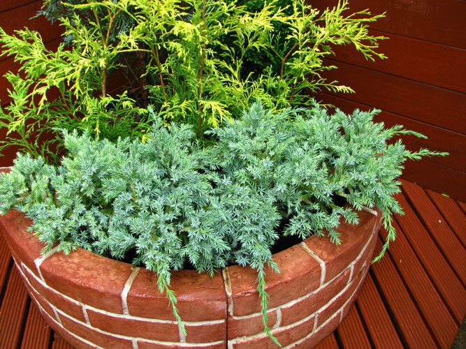 楽天市場 コニファー グランドカバー １本あたり5円 送料無料 おためしミックス6鉢セット ファインガーデン