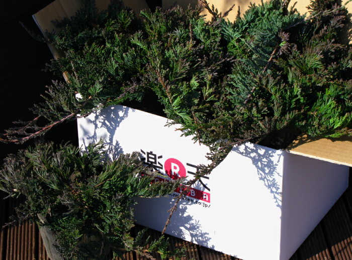 楽天市場 コニファー グランドカバー ウイルトニー ファインガーデン