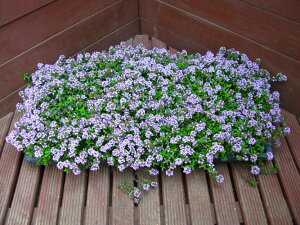 ^C@M[JEX@}bgci2025N̉Ԋ͏I܂Bjyn[u@}bgA@K[fjO@OhJo[z