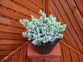 楽天市場 ブルースター 花 ガーデン Diy の通販