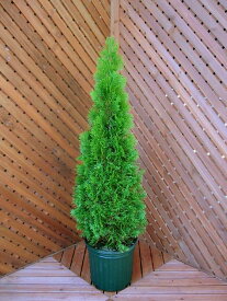 楽天市場 植木 種類 植物 コニファー ブルーアイス ガーデニング 農業 花 ガーデン Diy の通販