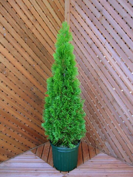 楽天市場 エメラルドグリーン 樹高８０ １００センチ コニファー 北欧スタイル クリスマスツリー 植木 ニオイヒバ スマラグド 庭木 常緑樹 目隠し 垣根 生垣 ガーデニング ファインガーデン