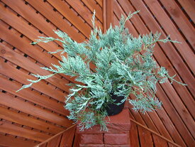 楽天市場 コニファー 寄せ植え 相性の通販