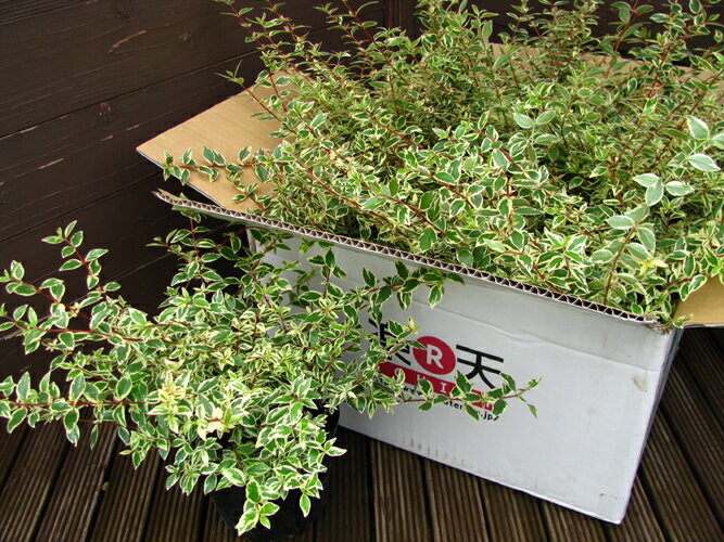 楽天市場 下草 アベリア コンフェティ ファインガーデン