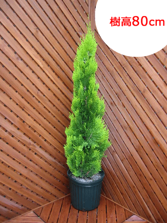 楽天市場】エレガンテシマ 【コニファー 北欧スタイル 植木 庭木