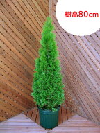 エメラルドグリーン　樹高80〜100センチ【コニファー　北欧スタイル　クリスマスツリー　植木　ニオイヒ…
