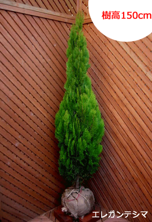 楽天市場】エレガンテシマ 【コニファー 北欧スタイル 庭木 植木